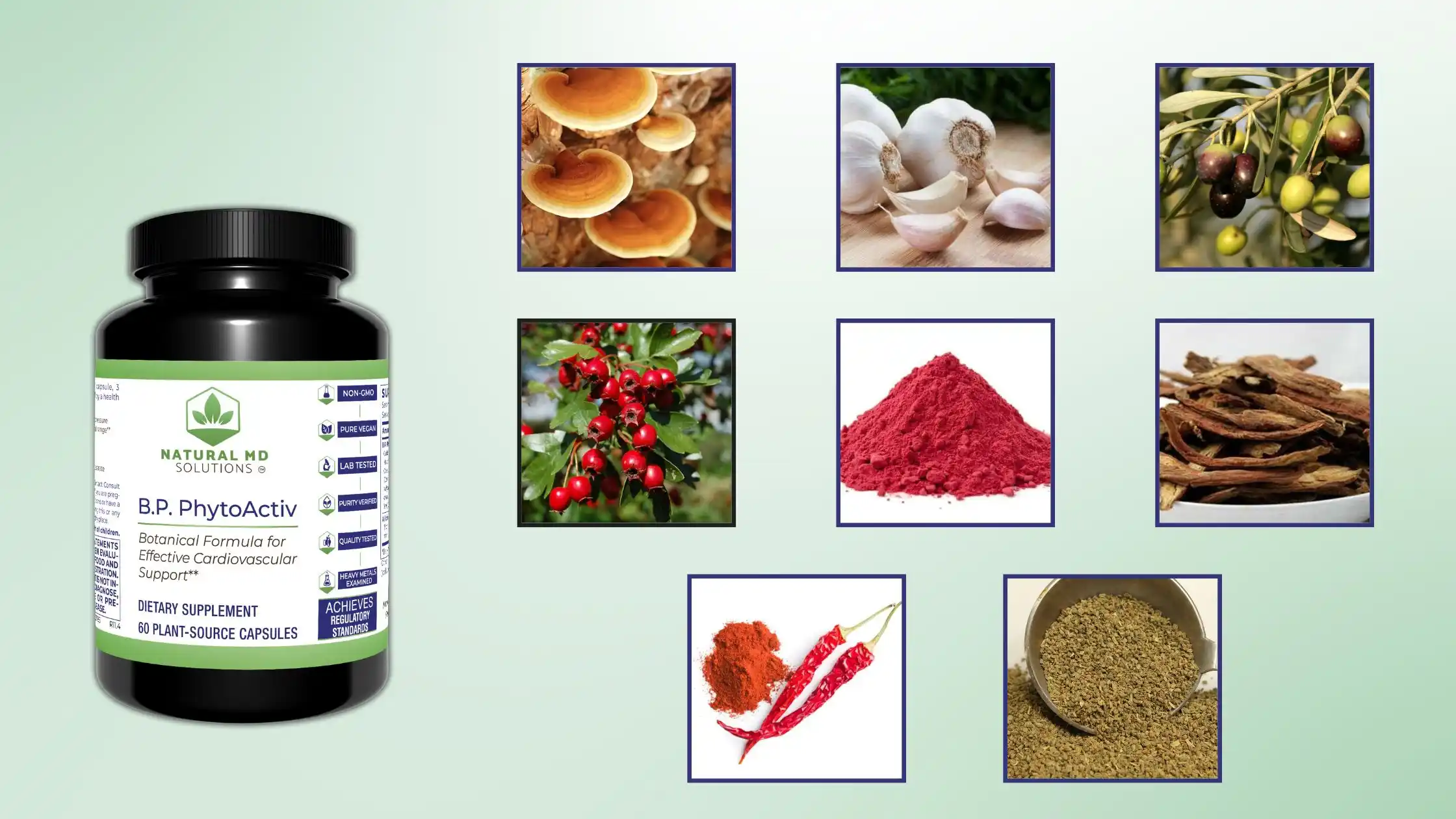 BP PhytoActiv Ingredients