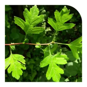 Cardio Shield ingredient- Hawthorn Leaf