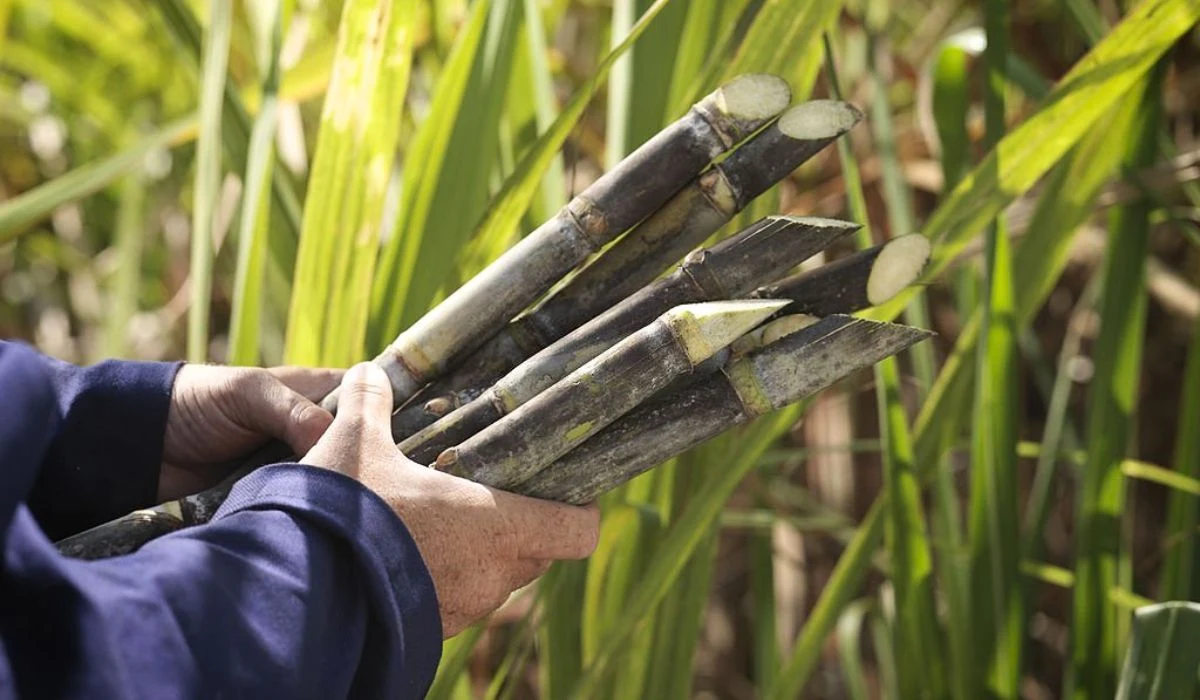 Does Sugarcane Increase Sugar Level Exploring The Truth